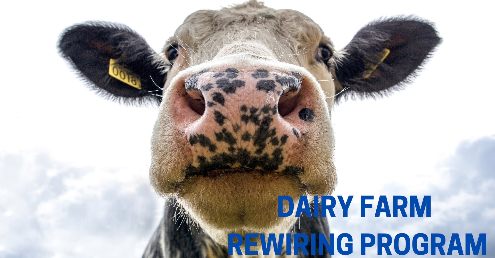 Dairy Farm Rewiring Program Cover Photo